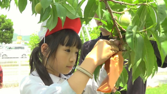 地元の農家に教わりながら袋掛けを行う児童