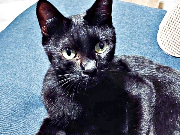 スムーズに家に慣れていったしずくちゃん（画像提供：さばりんご。さん）