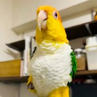 白・緑・オレンジ・黄色の羽が美しいポーくん（画像提供：タイラーさん）