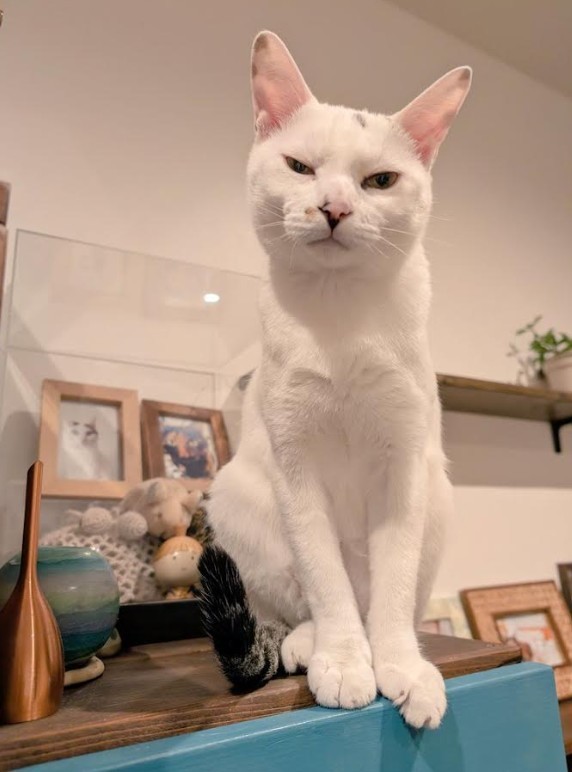 メンチを切っている時