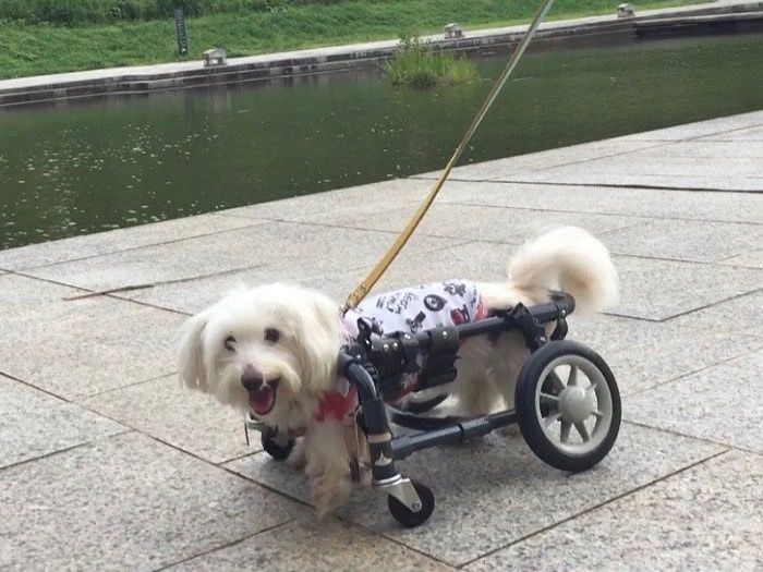 外で車いすのお稽古中のにじ色