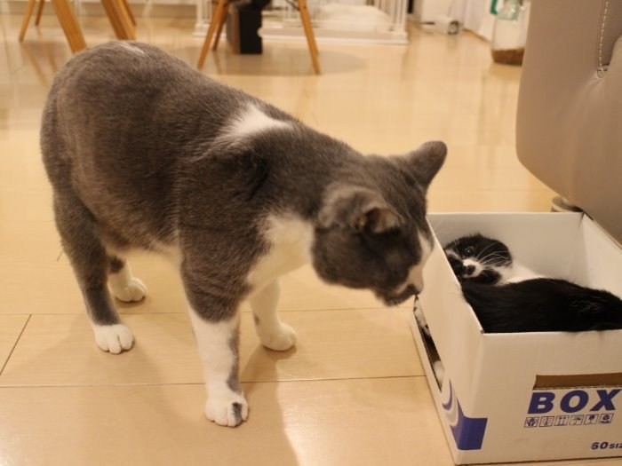 くまおとこぐま