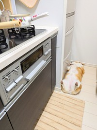 ママがキッチンに来ると…！？ 冷蔵庫前で“へそ天”になるこまちちゃん（画像提供：こまち@彩さん）