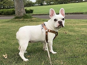 あの子まだ？　友達とボール遊びを楽しみたいフレブル「プティ」