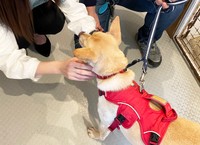 甘えさせてくれる人にはトコトン心を開くマヤちゃん