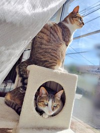 二段方式でニャルソックするレモンちゃん（下）、ソーダくん（上）（画像提供：レモンとソーダさん）