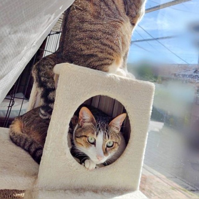 二段方式でニャルソックするレモンちゃん（下）、ソーダくん（上）（画像提供：レモンとソーダさん）