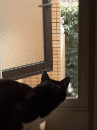 「こんにちは。君さ、“ビョーイン”とかいうところに行ったことある？」（小林写函撮影）