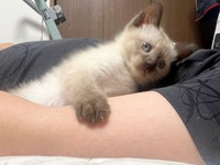 パパの腕に抱かれてくつろぐステラちゃん（画像提供：葉山あかね 2y 双子さん）