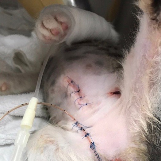 大手術を乗り越えたばくてん。よく頑張りました！
（保護主さん提供）