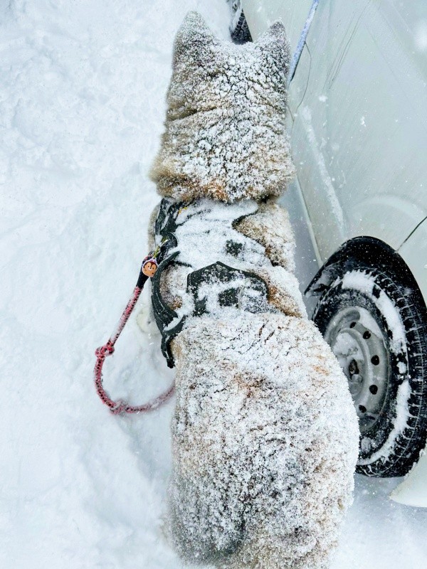 公園を出て車に戻ったものの帰りたくないと立ち止まった純ちゃん（画像提供：秋田犬 純：Akita Inu Junさん）