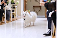 「リングドッグ」の大役を務めたこんちゃん（画像提供：こんぺいとうさん）
