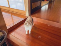 「襖絵から出てきた猫」みたいになっていた薄三毛猫、ねねちゃん（提供：なつめ さん）