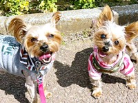 仲良くお散歩を楽しむ（左から）小太郎くんと茉凜ちゃん（画像提供：ちゃーちゃんさん）