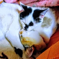 一緒に眠るシャネルちゃん（左）とオタルちゃん（右）（画像提供：らいらいももさん）