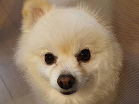 どう？　エリザベスカラー、似合うでしょ!?　ポメ「ヴァニラ」