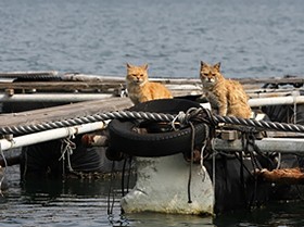 親子ネコ、いかだ生活１０年　養殖フグの見張り番