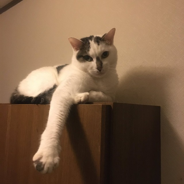 くつろぐ雷蔵くん＝いつでもどこでも猫まみれさん（@moon09_take）提供