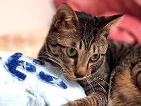 猫が奪い合う最強オモチャ　手作り“猫けりけり”の正体は