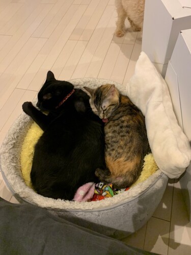 「ミー君って背中が大きくてふわふわなのね」（ニイノちゃん提供）