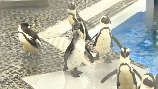 資料　四国水族館のペンギン