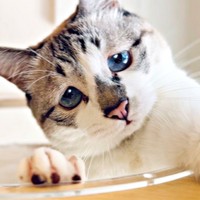 「ぴえん顔」で人気のミントちゃん。10等身のモデルショットが話題に！（画像提供：ぴえん猫ミントさん）