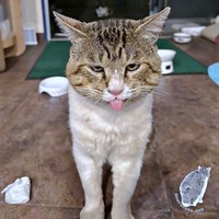 舌ペロ！表情豊かなボブくん（画像提供：元野良猫ボブさん）