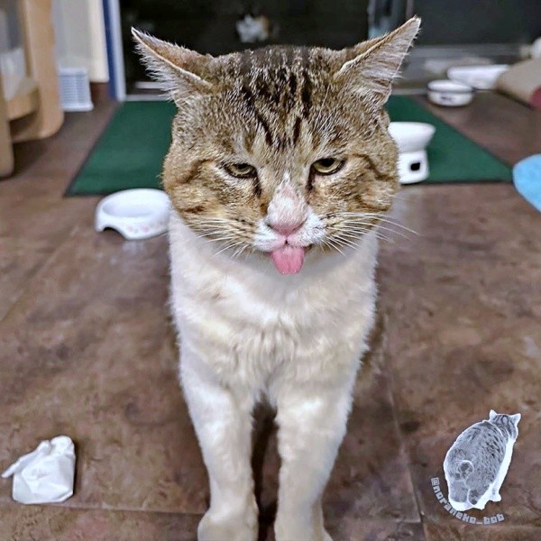 舌ペロ！表情豊かなボブくん（画像提供：元野良猫ボブさん）