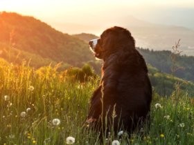 ペット葬儀で後悔しないために　元気なうちに業者、料金の確認を