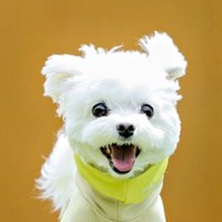 完全に浮いている！ 飛ぶ犬になったほっけくん（画像提供：マルチーズのほっけさん）