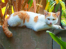 高齢猫（老猫）最期のサインは　しっかりとみとってあげるために