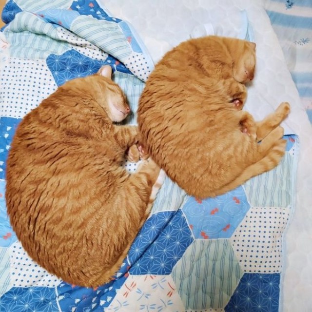 まるでエビフライ！？ 仲良く眠る（左から）マメちゃん、バジルちゃん（画像提供：きくこさん）