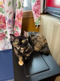 意外な一面も？臆病で可愛いくるみちゃん（飼い主さん提供）