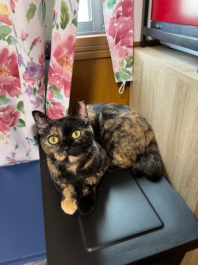 意外な一面も？臆病で可愛いくるみちゃん（飼い主さん提供）