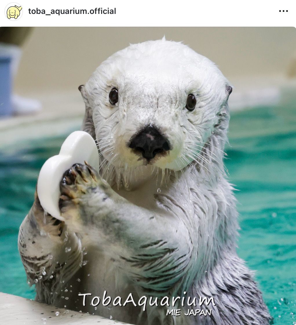 国内で2頭だけ…ラッコ「メイ」、鳥羽水族館が「大切なお知らせ」を発表