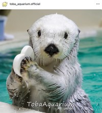 ラッコのメイ（鳥羽水族館公式インスタグラム、2025年5月の投稿から）