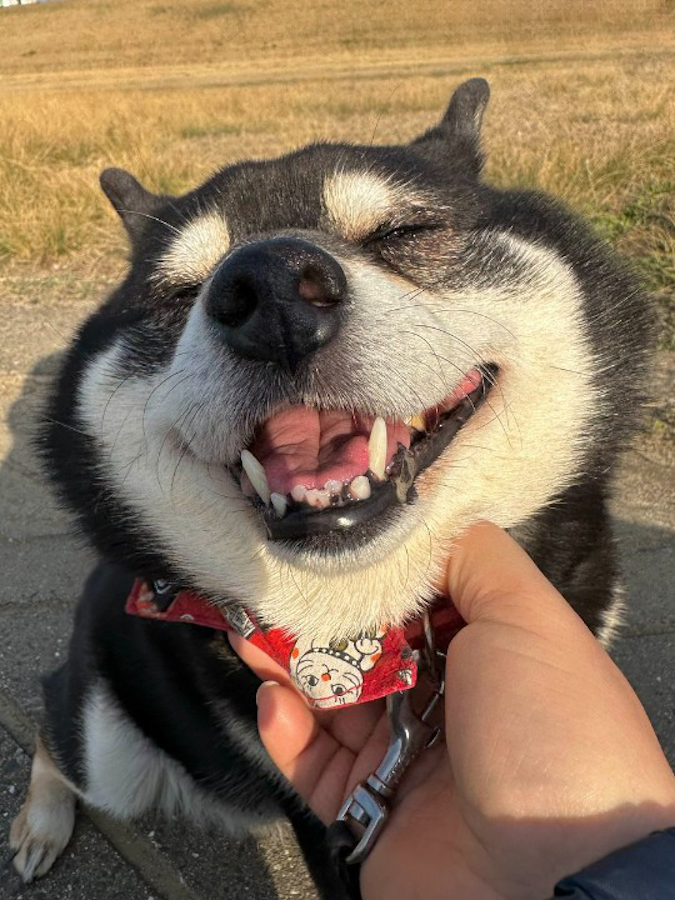 この笑顔に癒されますね（画像提供：黒柴たろうさん @07tarou09）