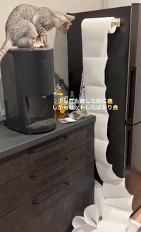 下に落ちていくペーパーを眺めるチャイちゃん（飼い主さん提供、Instagramよりキャプチャ撮影）