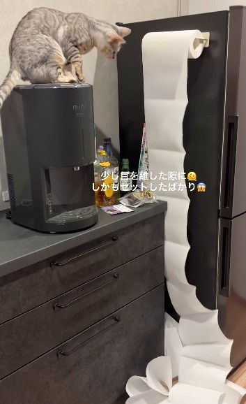 下に落ちていくペーパーを眺めるチャイちゃん（飼い主さん提供、Instagramよりキャプチャ撮影）