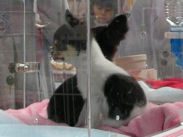 隔週木曜は「捨て犬の日」　行政と流通が身勝手を生む④