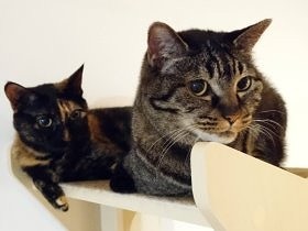 猫は味にうるさい？　好きな物しか食べない猫と、何でも食べる猫