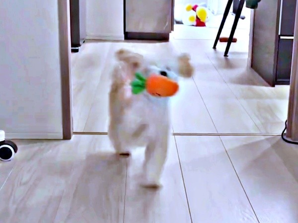 「遊ぼう！」 飼い主さんのもとへ駆け寄るぽてとくん（画像提供：マルプーのぽてとさん）