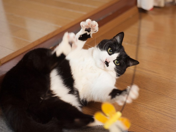 「ひげのおじさんだけど、蝶のオモチャで真剣に遊ぶんだ」（小林写函撮影）