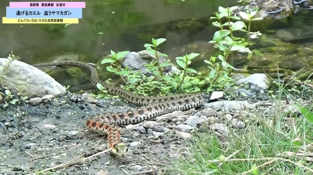 池から陸に上がるヤマカガシ／どんぐりいろは／小さな自然図書館さん（@donguriiroha）提供