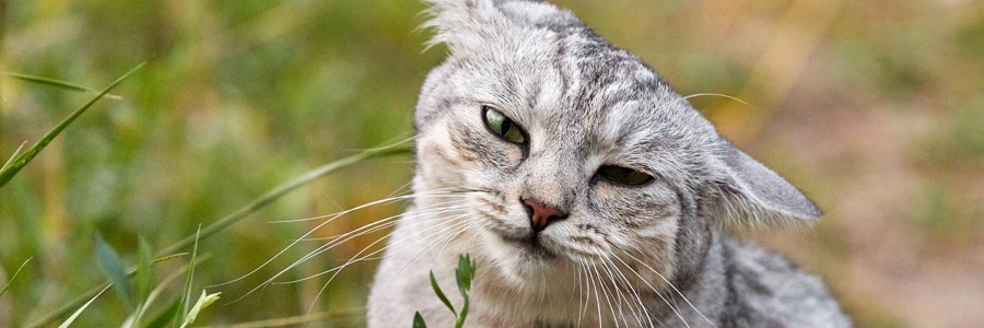 ねこと暮らして１万年記事一覧 犬 猫との幸せな暮らしのためのペット情報サイト Sippo