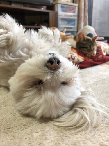 へそてん、奥に猫もいます（ＣＡＰＰチーム提供）