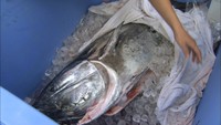 岡山理大で最も長く飼育されていたクロマグロ　水槽のポンプトラブルで死ぬ