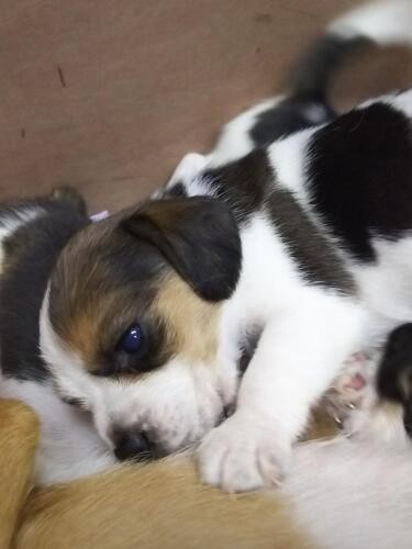 家にきたころの「アリア」