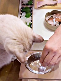 お刺身を器に入れてもらったくうちゃん（画像提供：無重力猫ミルコのお家さん）