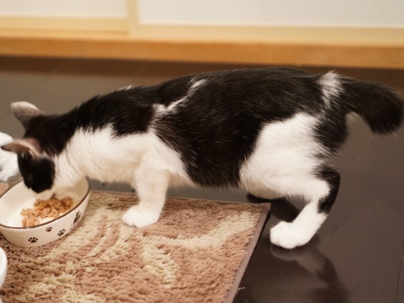 じつは食いしん坊！